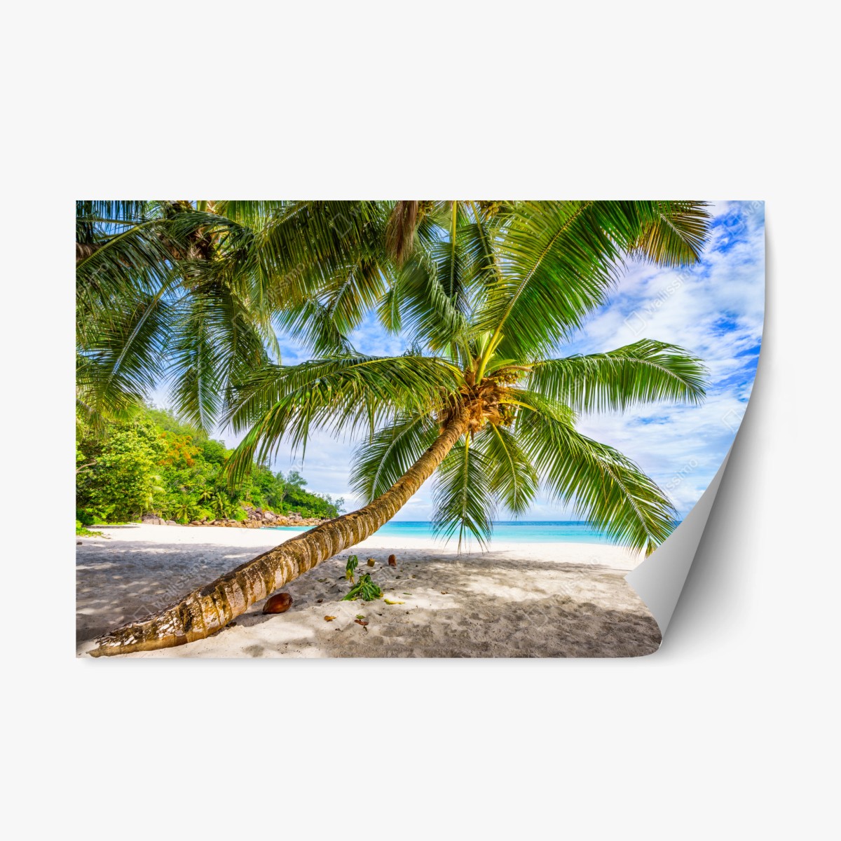 Repositionierbarer Aufkleber tropische palme am weißen sandstrand – Pixers®