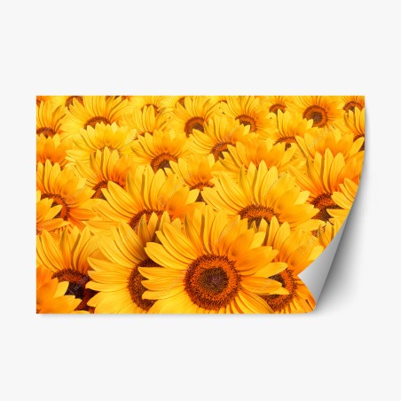 Repositionierbarer Aufkleber goldenes sonnenblumenfeld – Pixers®