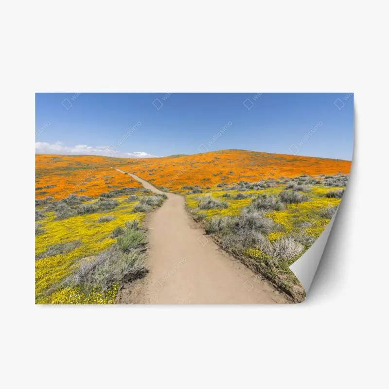 Repositionierbarer Aufkleber pfad durch den mohn-superbloom in Südkalifornien