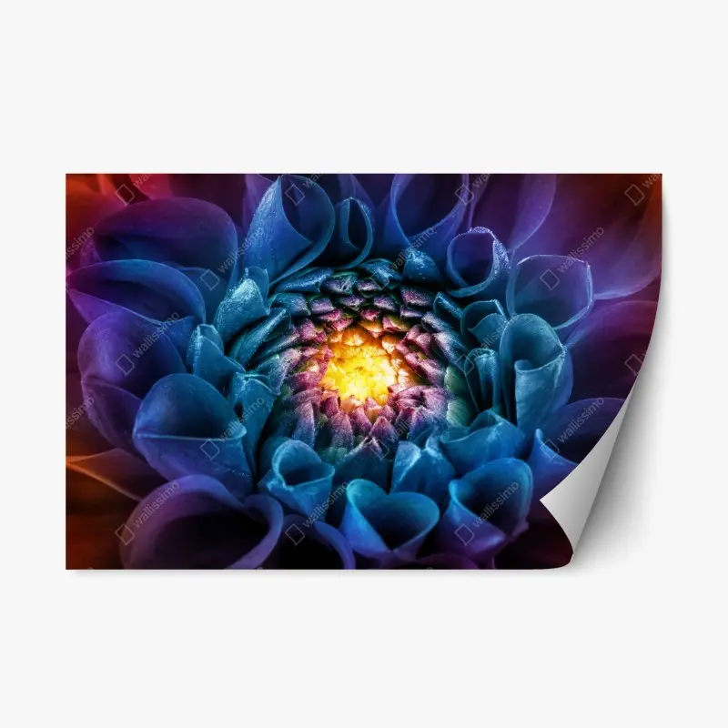 Repositionierbarer Aufkleber leuchtende blaue chrysantheme nahaufnahme