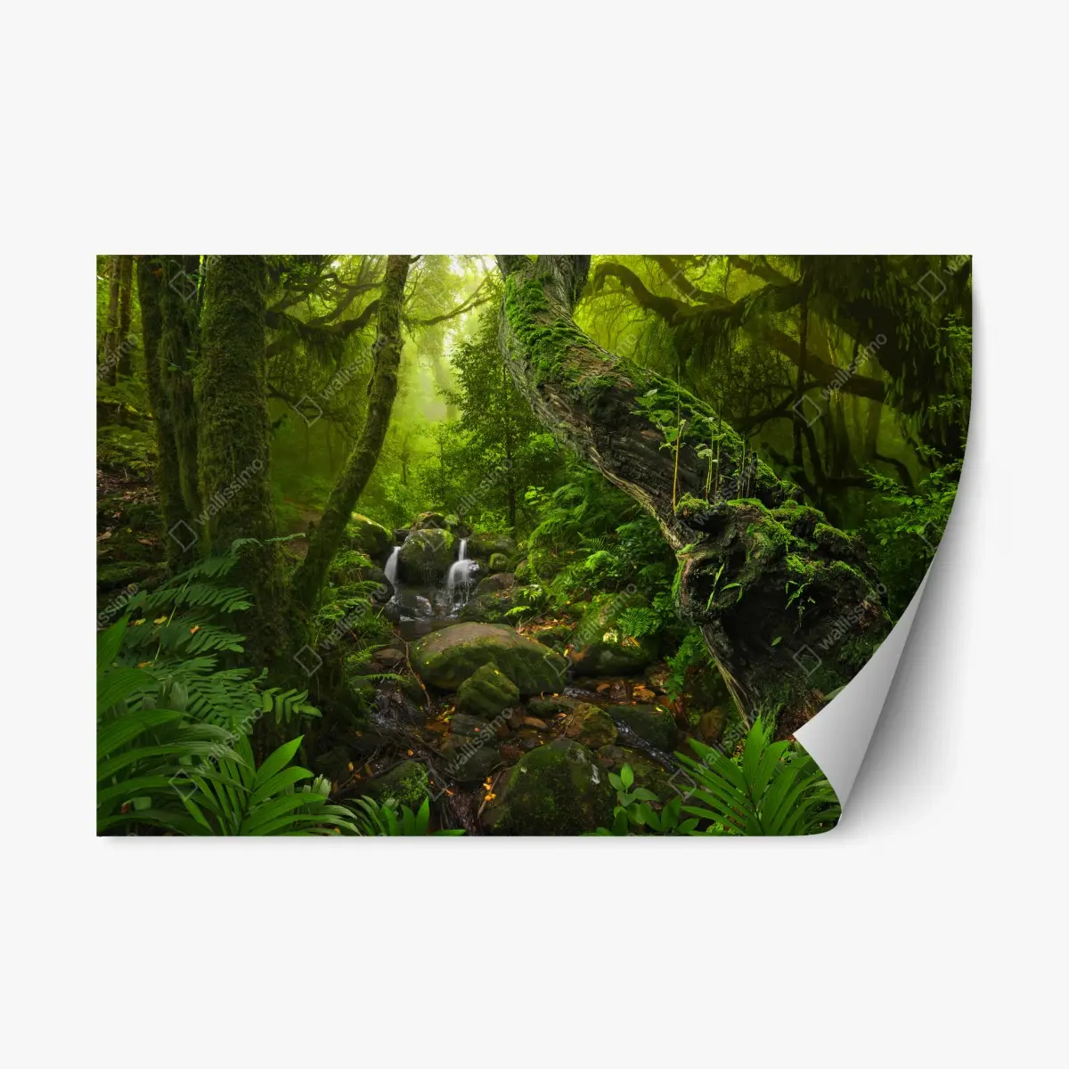 Repositionierbarer Aufkleber moosiger waldbach im morgenlicht – Pixers®