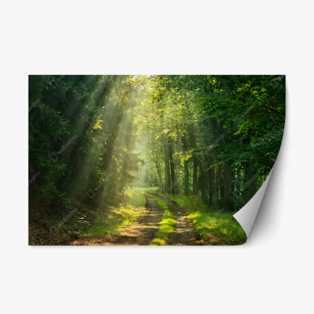 Repositionierbarer Aufkleber sonnenbeschienener waldpfad – Pixers®