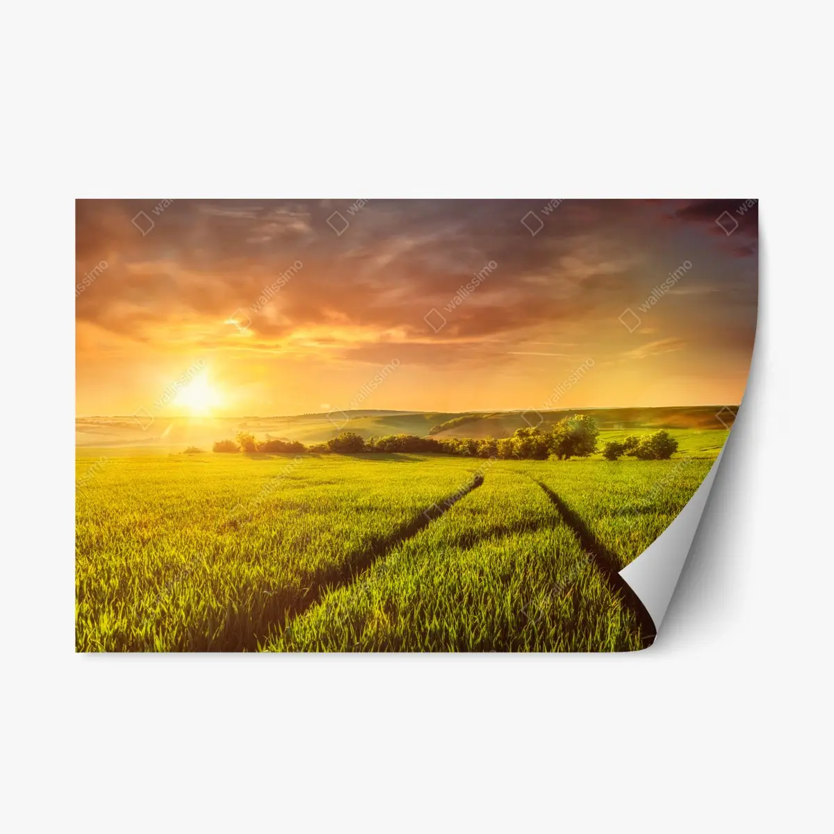 Repositionierbarer Aufkleber sonnenbeschienene wiese im abendlicht – Pixers®