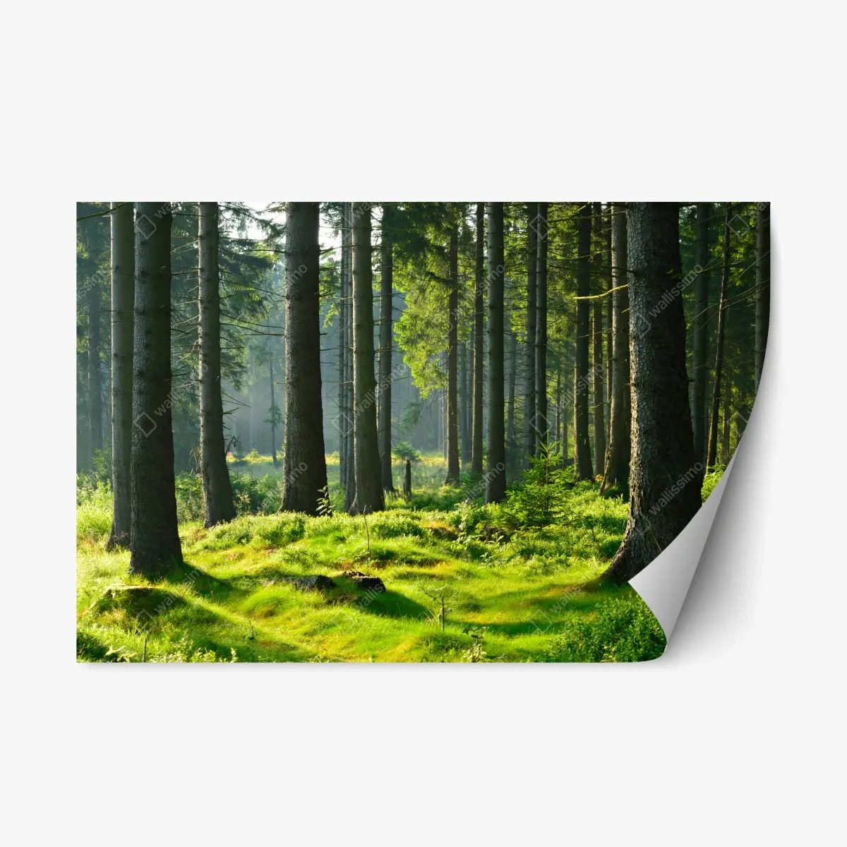 Repositionierbarer Aufkleber sonnige grüne lichtung im wald – Pixers®
