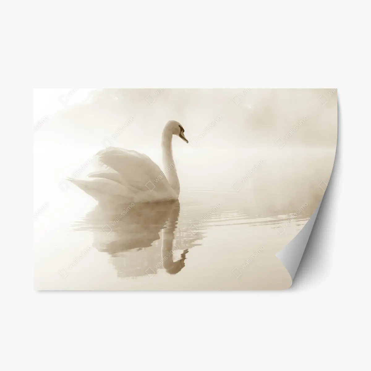 Repositionierbarer Aufkleber eleganter schwan im nebel – Pixers®