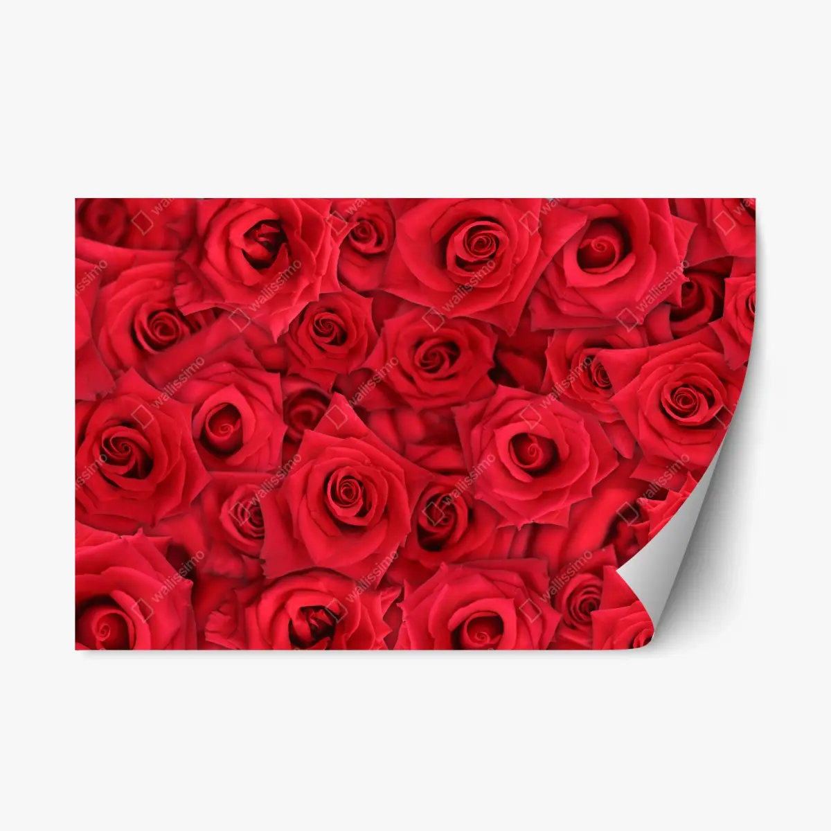Repositionierbarer Aufkleber leuchtende rote rosen collage – Pixers®