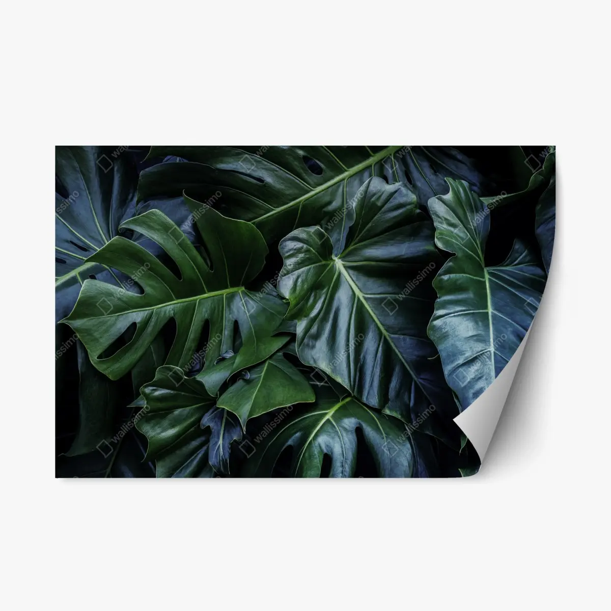 Repositionierbarer Aufkleber üppige tropische monstera-blätter – Pixers®