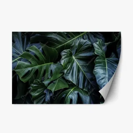 Repositionierbarer Aufkleber üppige tropische monstera-blätter – Pixers®