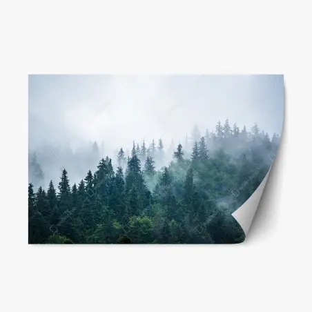 Repositionierbarer Aufkleber nebliger nadelwald – Pixers®