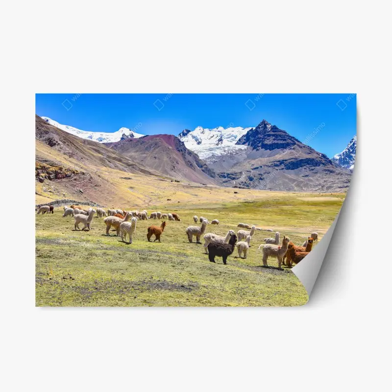 Repositionierbarer Aufkleber alpakas und lamas weiden bei Mt Ausangate, Cusco