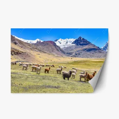 Repositionierbarer Aufkleber alpakas und lamas weiden bei Mt Ausangate, Cusco – Pixers®