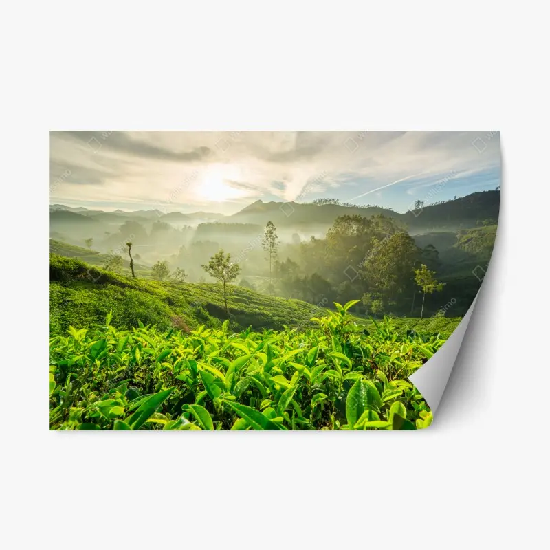 Repositionierbarer Aufkleber sonnenaufgang über den teeplantagen von Munnar