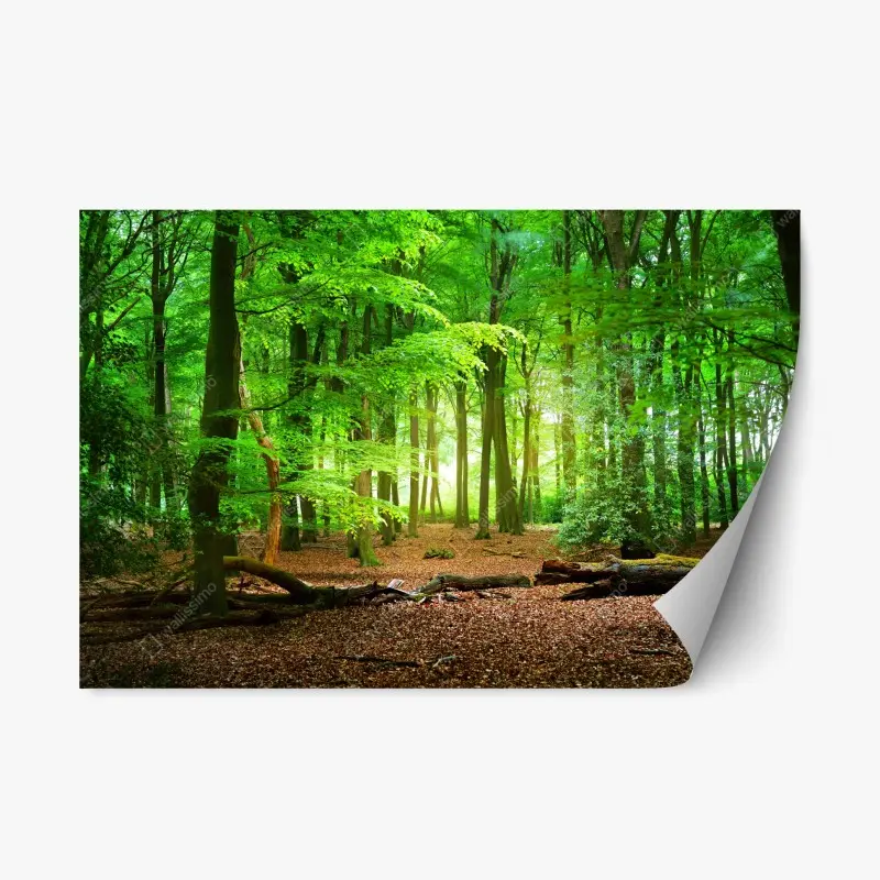 Repositionierbarer Aufkleber sonnendurchfluteter grüner wald