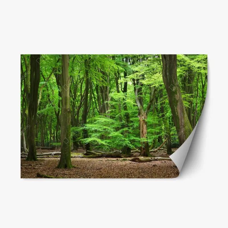 Repositionierbarer Aufkleber ruhige grüne waldkrone