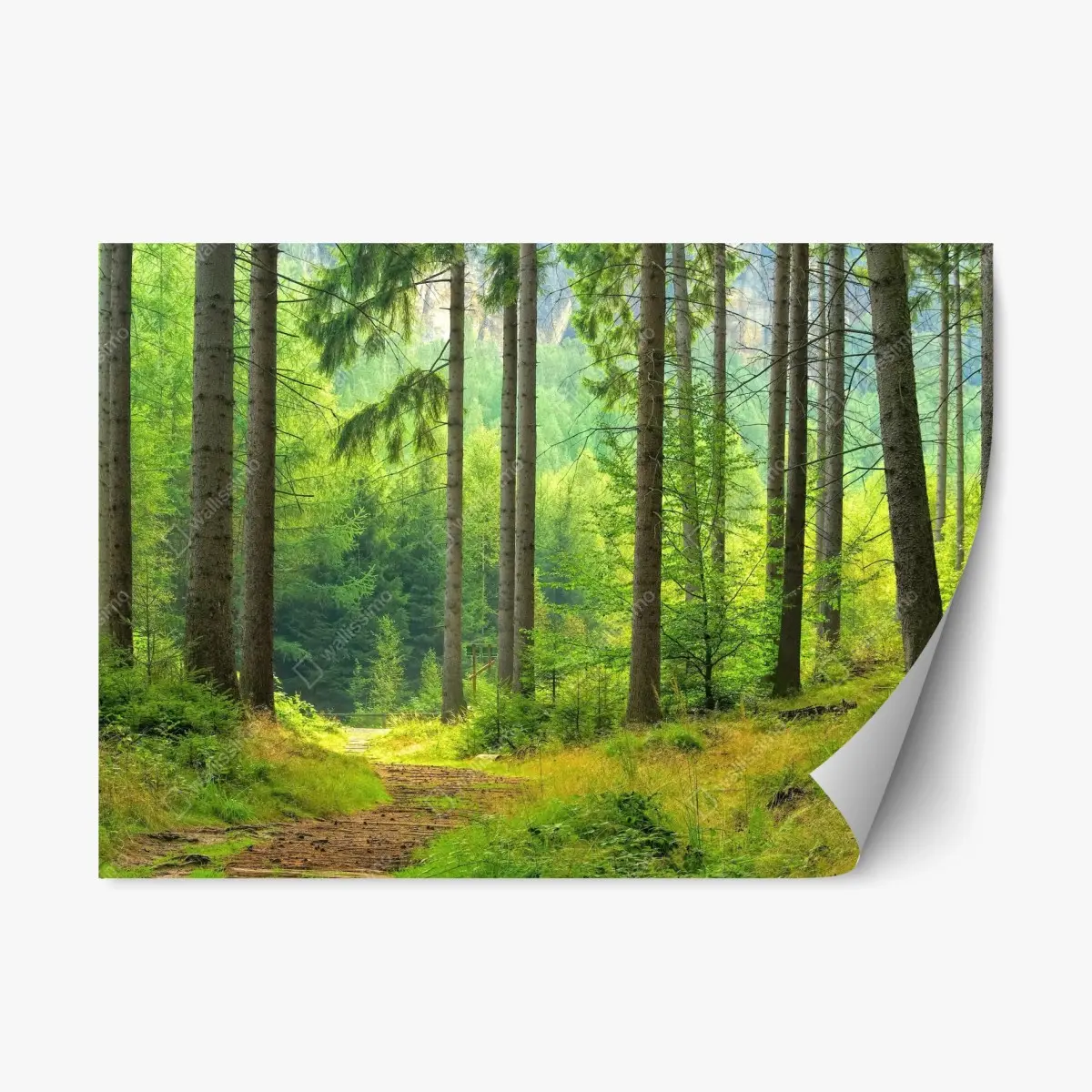 Repositionierbarer Aufkleber sonniger waldweg – Pixers®