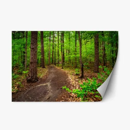 Repositionierbarer Aufkleber ruhiger grüner waldpfad – Pixers®