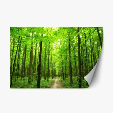 Repositionierbarer Aufkleber ruhiger waldpfad – Pixers®