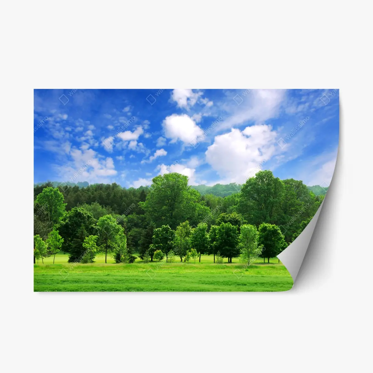Repositionierbarer Aufkleber sommerlicher grüner wald unter blauem himmel – Pixers®