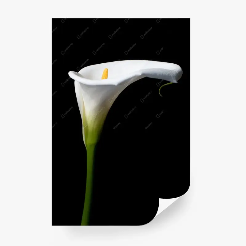Fototapete elegante weiße calla auf schwarzem hintergrund