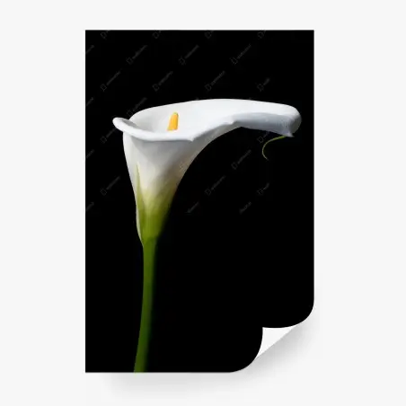 Fototapete elegante weiße calla auf schwarzem hintergrund – Pixers®