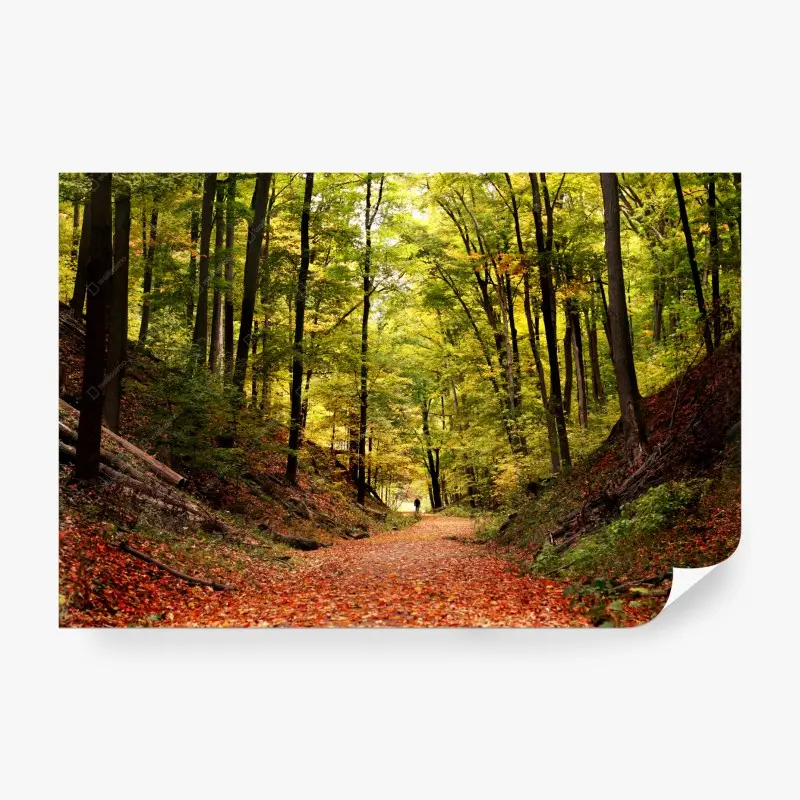 Fototapete herbstlicher waldweg unter grünem blätterdach