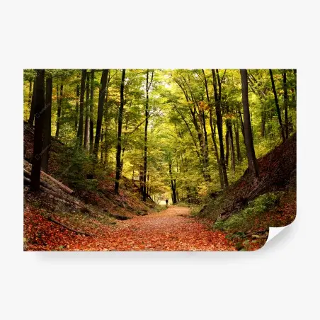 Fototapete herbstlicher waldweg unter grünem blätterdach – Pixers®