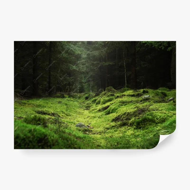 Fototapete moosiger waldpfad