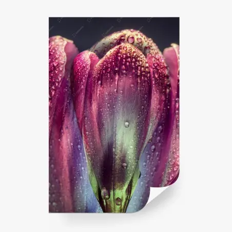 Fototapete lila taubedeckte tulpen nahaufnahme – Pixers®