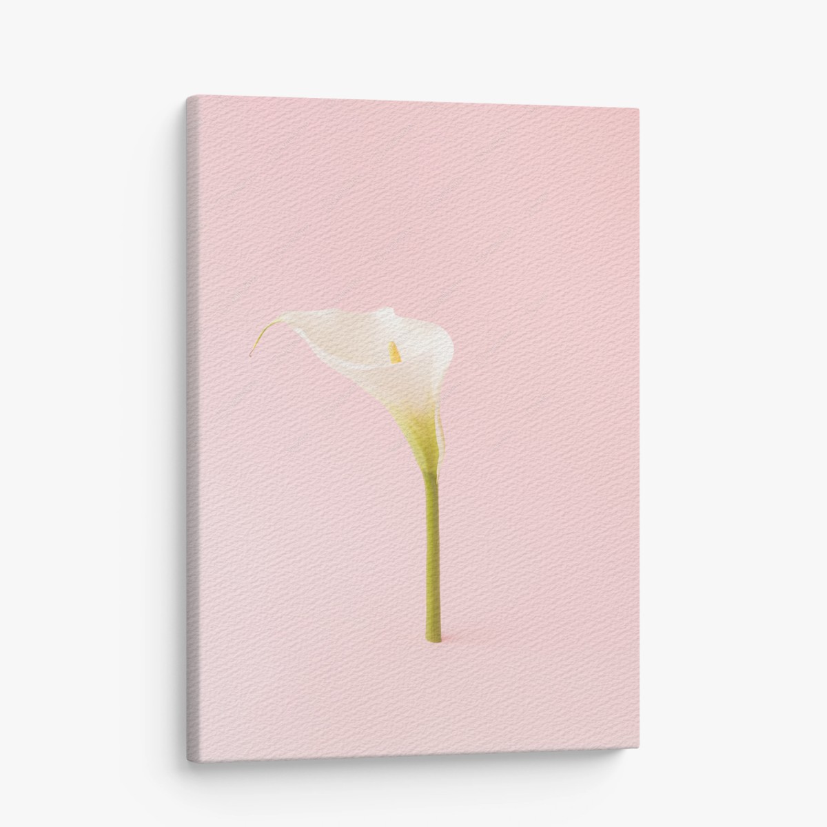 Leinwandbild elegante weiße calla auf pastellrosa – Pixers®