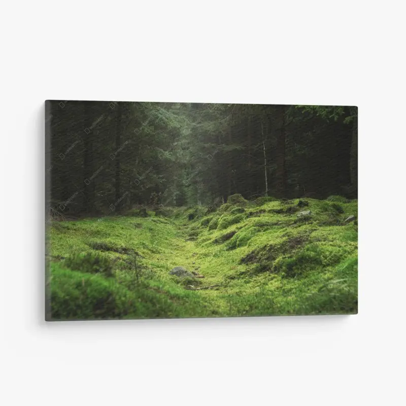 Leinwandbild moosiger waldpfad
