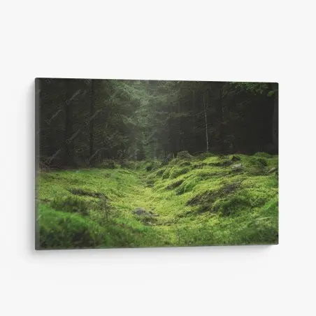 Leinwandbild moosiger waldpfad – Pixers®