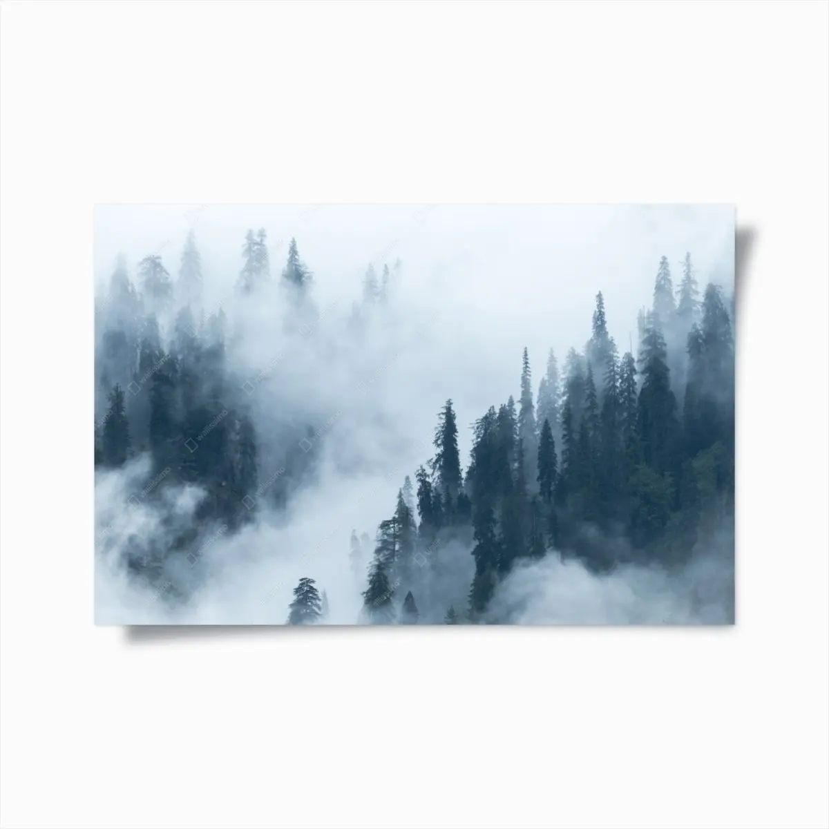 Poster nebliger kiefernwald – Pixers®