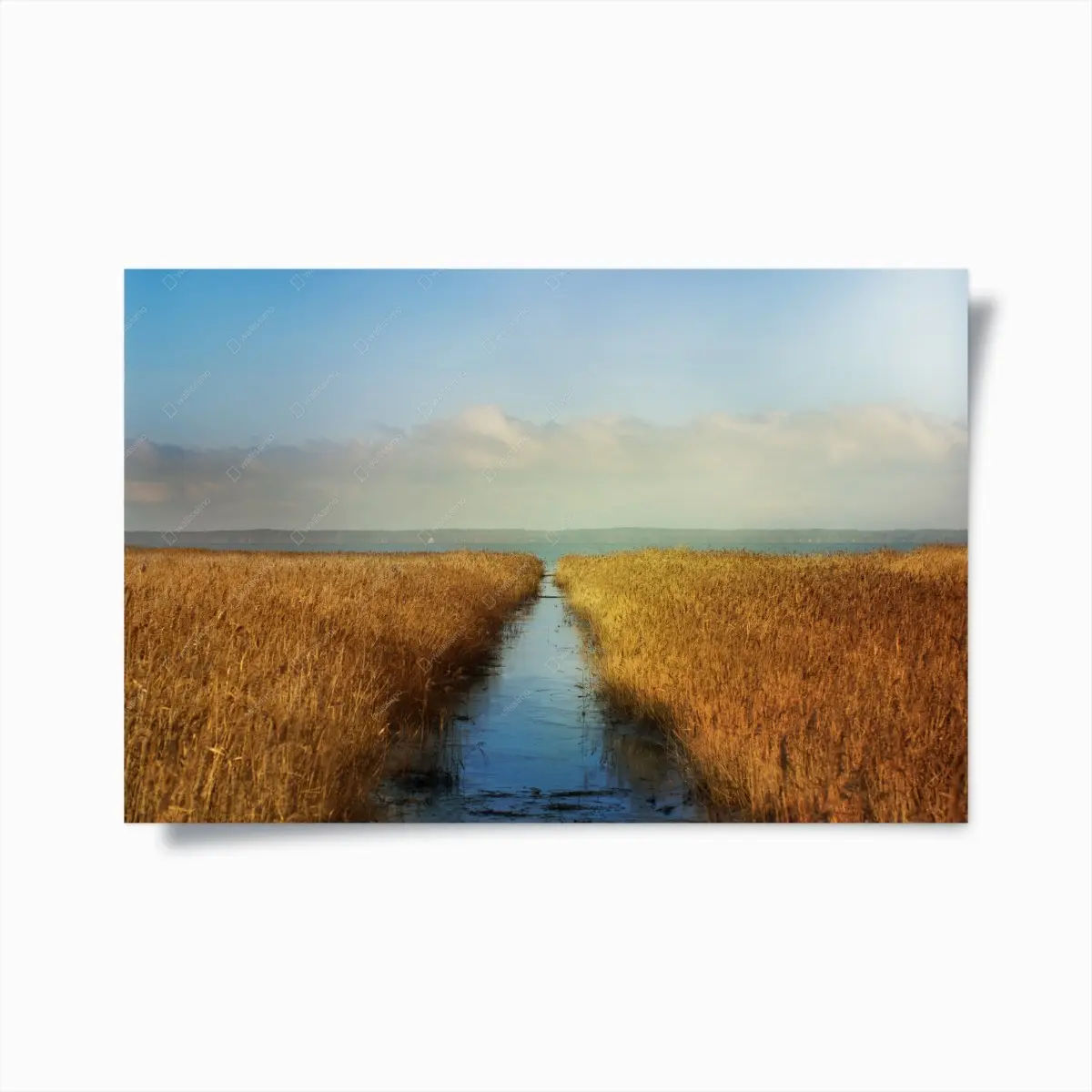 Poster goldenes schilf und ruhiger wasserweg – Pixers®