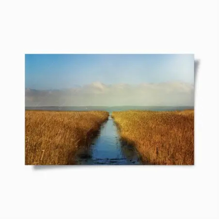Poster goldenes schilf und ruhiger wasserweg – Pixers®