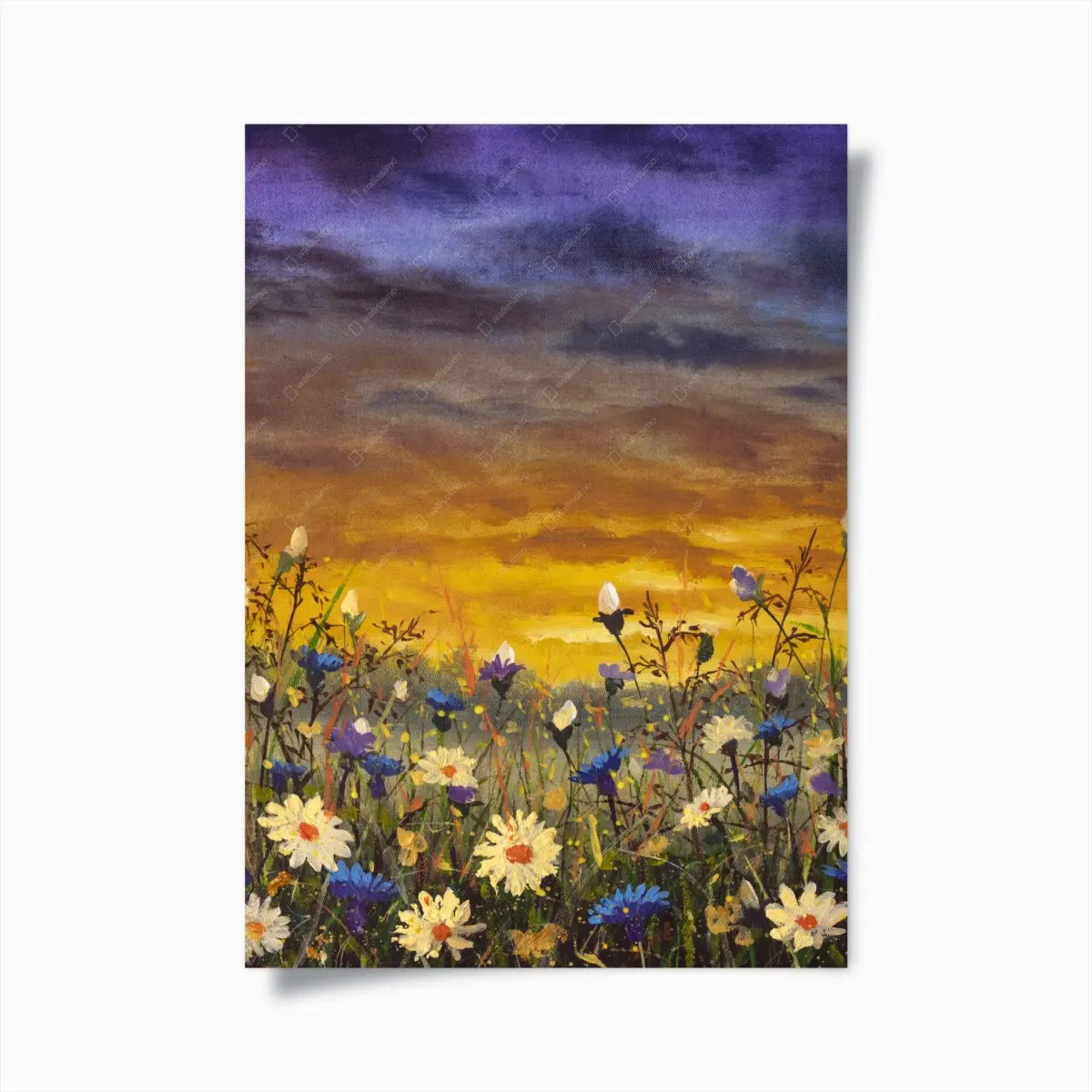 Poster sonnenuntergang auf einer wildblumenwiese mit gänseblümchen und kornblumen – Pixers®