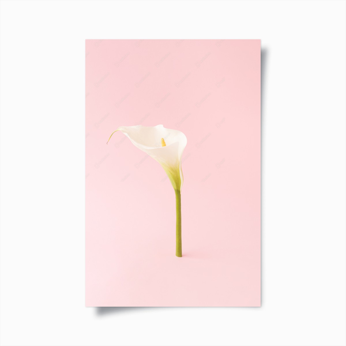 Poster elegante weiße calla auf pastellrosa – Pixers®
