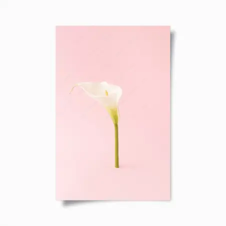 Poster elegante weiße calla auf pastellrosa – Pixers®