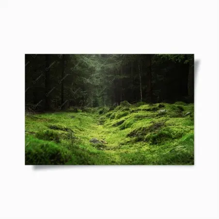 Poster moosiger waldpfad – Pixers®