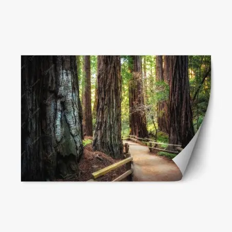 Repositionierbarer Aufkleber pfad durch alten mammutbaumwald – Pixers®