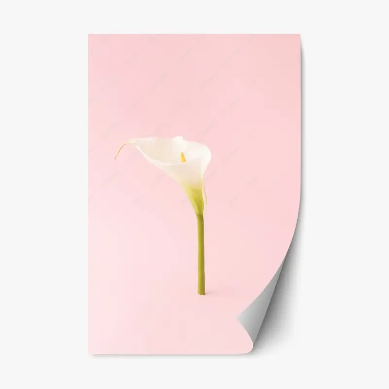 Repositionierbarer Aufkleber elegante weiße calla auf pastellrosa