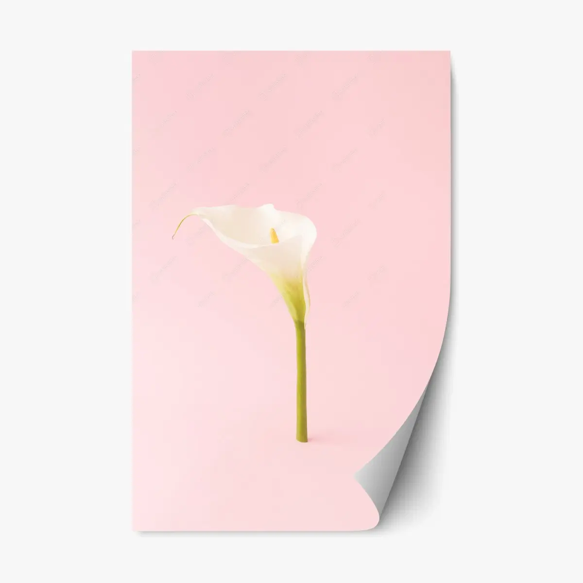 Repositionierbarer Aufkleber elegante weiße calla auf pastellrosa – Pixers®