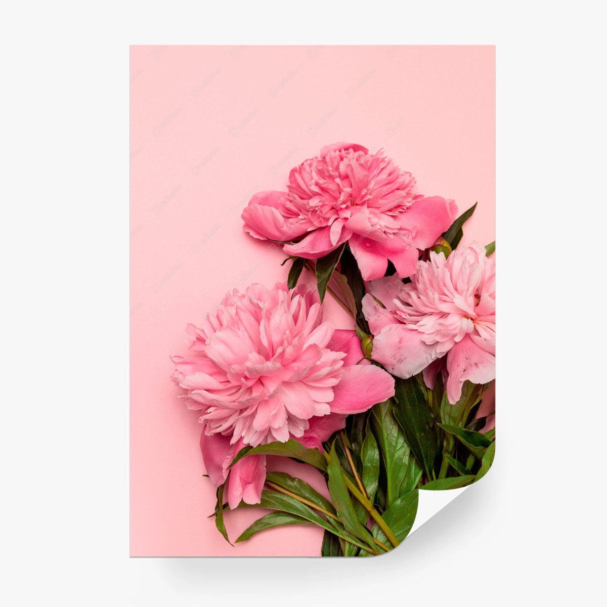 Fototapete rosa pfingstrosenstrauß auf pastellhintergrund – Pixers®