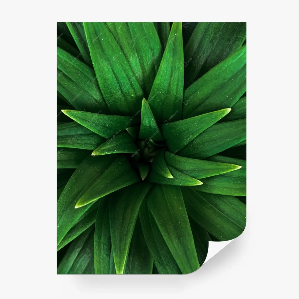 Fototapete üppige grüne blattspirale – Pixers®