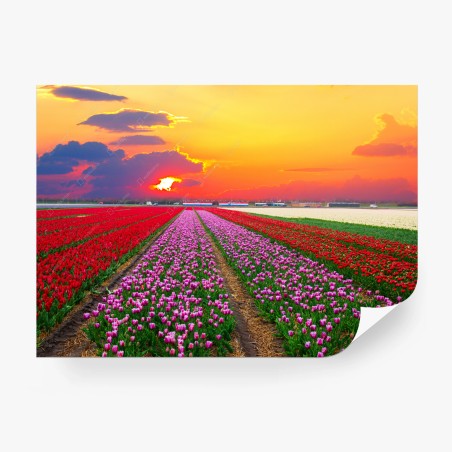 Fototapete leuchtende tulpenfelder im sonnenuntergang – Pixers®