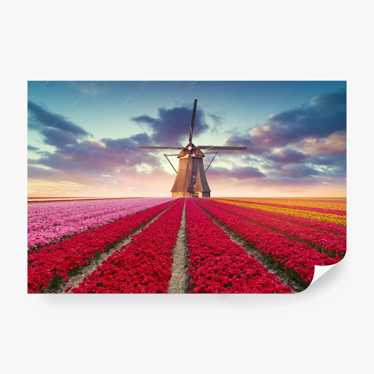 Fototapete tulpenfelder bei sonnenuntergang – Pixers®
