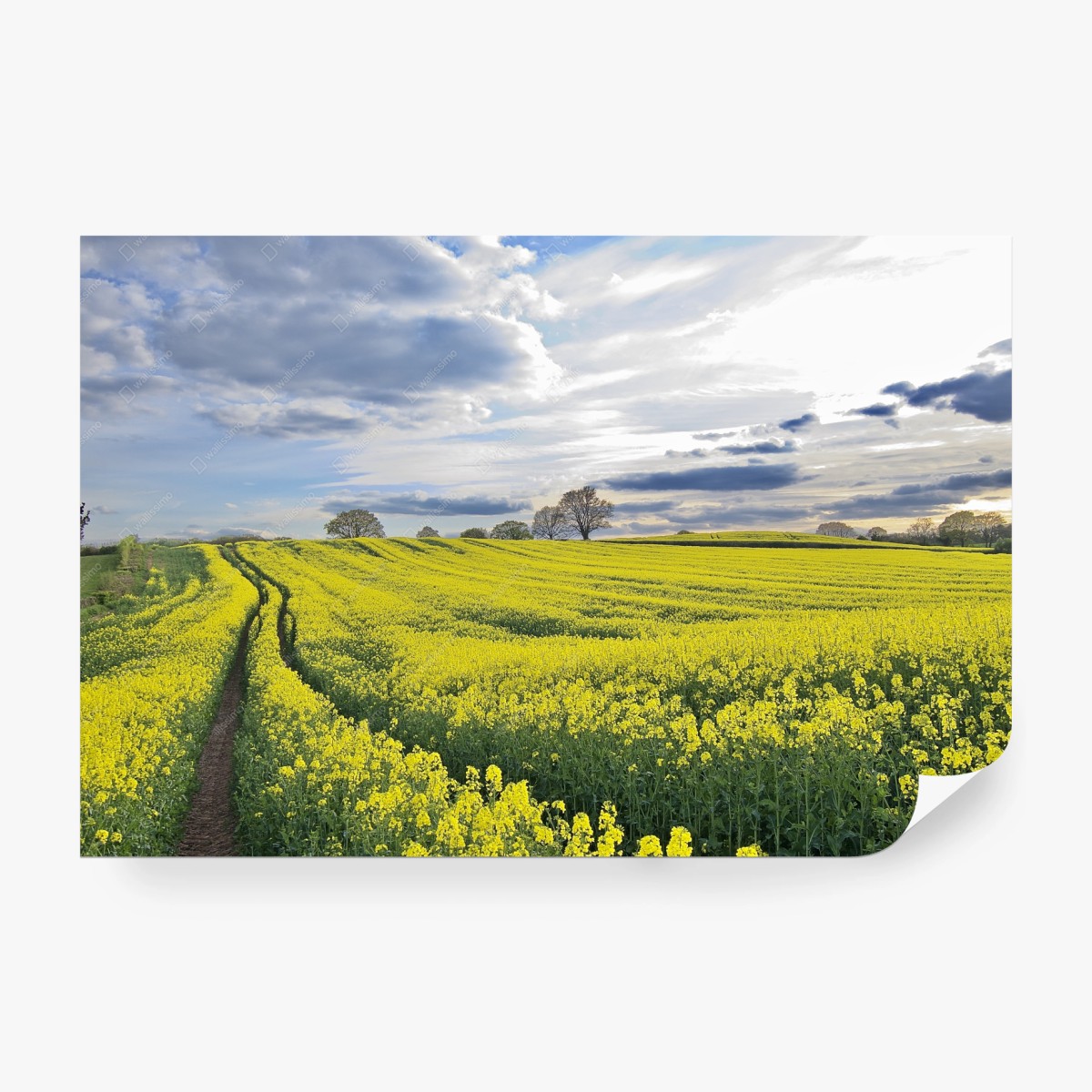 Fototapete goldenes rapsfeld unter dramatischem himmel – Pixers®