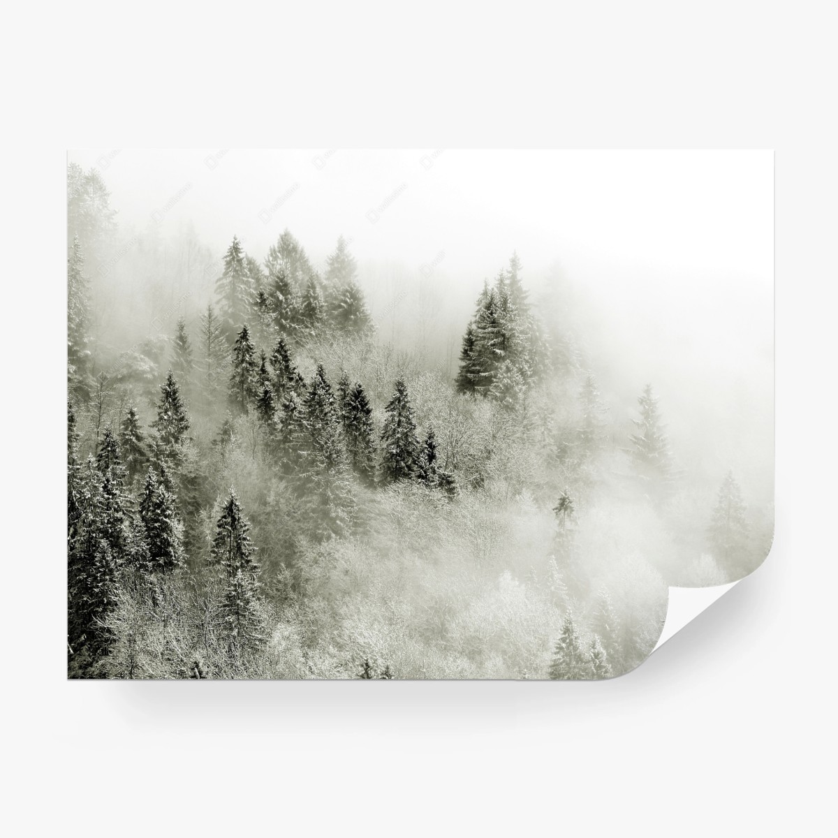 Fototapete nebliger winterwald in monochrom – Pixers®