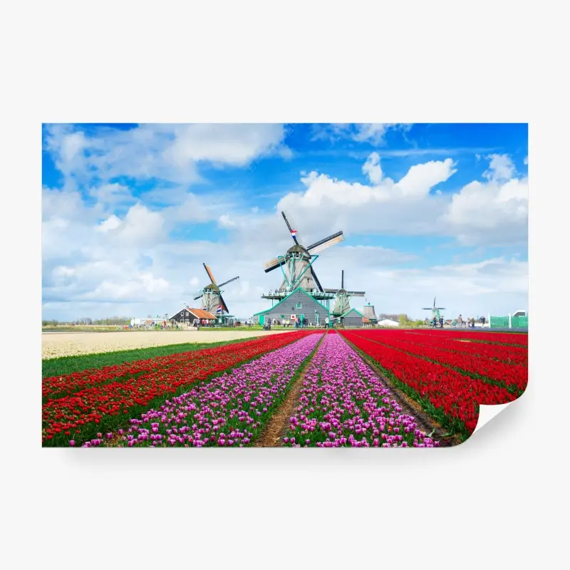 Fototapete tulpenfelder und niederländische windmühlen