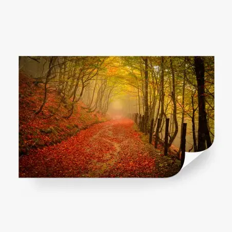Fototapete herbstlicher waldweg unter goldenem blätterdach – Pixers®