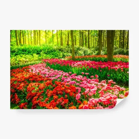 Fototapete lebendiger tulpengarten in voller blüte – Pixers®